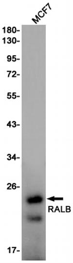 RALB Antibody in Western Blot (WB)