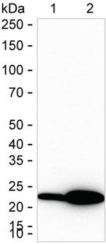 RAB9 Antibody in Western Blot (WB)
