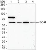 C9orf126 Antibody in Western Blot (WB)