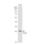 PHD3 Antibody in Western Blot (WB)