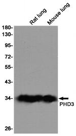 PHD3 Antibody in Western Blot (WB)