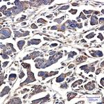 GNA13 Antibody in Immunohistochemistry (Paraffin) (IHC (P))