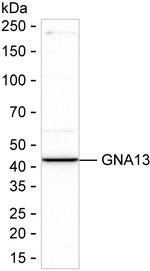 GNA13 Antibody in Western Blot (WB)