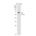 FPGS Antibody in Western Blot (WB)