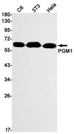 PGM1 Antibody in Western Blot (WB)