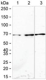 TCF7L2 Antibody in Western Blot (WB)