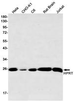 HPRT1 Recombinant Rabbit Monoclonal Antibody (K01_1S50)