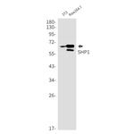 SHP-1 Antibody in Western Blot (WB)