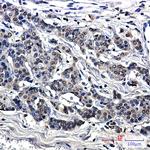 MARS Antibody in Immunohistochemistry (Paraffin) (IHC (P))