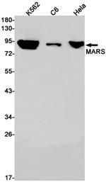 MARS Antibody in Western Blot (WB)