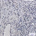Histone H2B Antibody in Immunohistochemistry (Paraffin) (IHC (P))