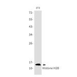 Histone H2B Antibody in Western Blot (WB)