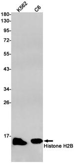 Histone H2B Antibody in Western Blot (WB)
