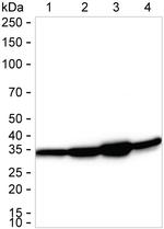 MDH2 Antibody in Western Blot (WB)