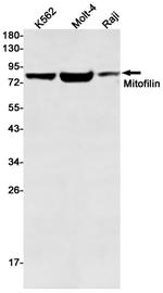Mitofilin Recombinant Rabbit Monoclonal Antibody (K01_1T92)