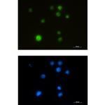 SMARCA5 Antibody in Immunocytochemistry (ICC/IF)