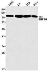 SMARCA5 Antibody in Western Blot (WB)
