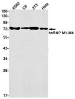 hnRNP M Antibody in Western Blot (WB)