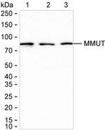 MUT Antibody in Western Blot (WB)