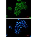 FKBP4 Recombinant Rabbit Monoclonal Antibody (K01_1R21)
