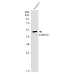FKBP4 Antibody in Western Blot (WB)