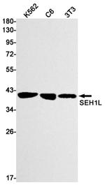 SEH1L Recombinant Rabbit Monoclonal Antibody (K01_1Y22)