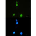 SAFB Antibody in Immunocytochemistry (ICC/IF)