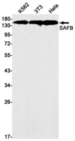 SAFB Antibody in Western Blot (WB)