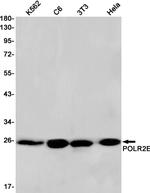 POLR2E Antibody in Western Blot (WB)