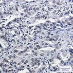 Lamin B2 Antibody in Immunohistochemistry (Paraffin) (IHC (P))