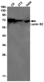 Lamin B2 Antibody in Western Blot (WB)