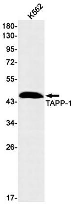 TAPP1 Recombinant Rabbit Monoclonal Antibody (K01_2J04)