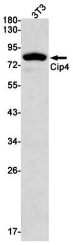 TRIP10 Antibody in Western Blot (WB)