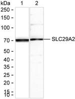 ENT2 Antibody in Western Blot (WB)