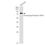 SR-BI Antibody in Western Blot (WB)
