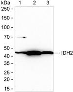 IDH2 Antibody in Western Blot (WB)