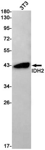 IDH2 Antibody in Western Blot (WB)