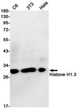Histone H1.3 Antibody in Western Blot (WB)