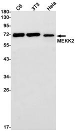 MEKK2 Antibody in Western Blot (WB)