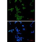 NCK1 Recombinant Rabbit Monoclonal Antibody (K01_1U44)