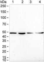 NCK1 Antibody in Western Blot (WB)