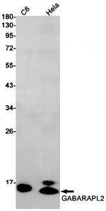 GABARAPL2 Antibody in Western Blot (WB)