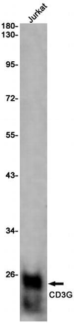 CD3g Antibody in Western Blot (WB)