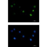 ANP32B Antibody in Immunocytochemistry (ICC/IF)