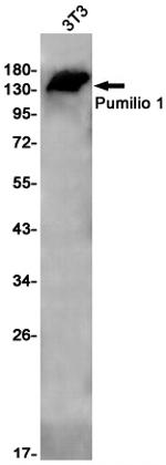 PUM1 Antibody in Western Blot (WB)