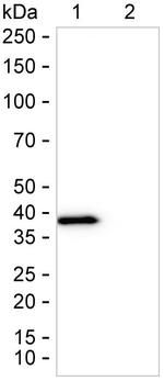 PBK Antibody in Western Blot (WB)