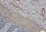 ACTA1 Antibody in Immunohistochemistry (Paraffin) (IHC (P))