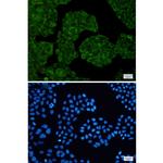 NUDT9 Recombinant Rabbit Monoclonal Antibody (K01_1W01)