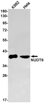 NUDT9 Antibody in Western Blot (WB)