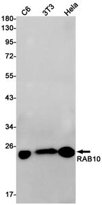 RAB10 Antibody in Western Blot (WB)